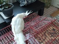 90 günlük albino sultan papağanı