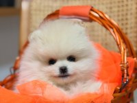 Yavru Pomeranian Boo İzmir