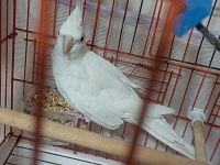 ALBİNO ERKEK GREY DİSİ SULTAN PAPAĞANLARI