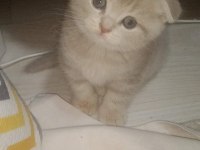 Secereli yavrular scottish fold