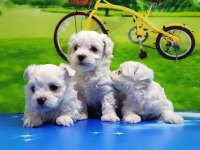 Gaziantep Safkan Maltese Terrier Yavruları