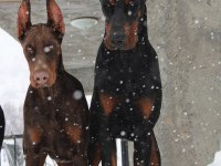DOBERMAN AVRUPA N