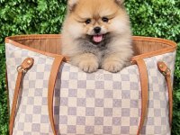 Teddy Bear Pomeranian