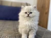 Beyaz British Longhair