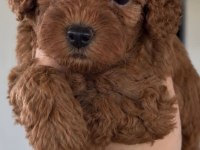 Mükemmel Güzellikteki Toy Poodle Yavrularımız