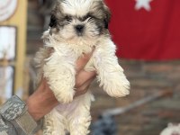 Shih tzu core bebekler