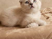 Şampiyon Scottish Fold Güzeller