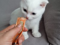 Scottish fold yavrularımız yeni sahibini arıyor