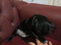 3 aylık siyah pug günü gelen aşıları yapıldı