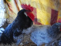 BLACK MODLED LİGORİN KULUÇKALIK YUMURTA & CİVCİV