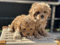 Ankrada Yasal Ruhsatlı Çiftlikden Maltipoo Yavrularımız