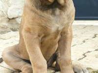 Saf kan mükemmel yavrular cane corso