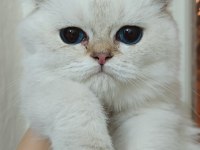 Bursa golden point british shorthair bebekler