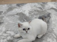 Dişi british shorthair bebek