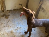 6 Aylık Doberman Fırsat