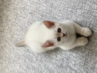 Kedilerin tuvalet ve mama eğitimleri var