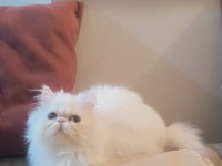 Kedimiz prenses hanim