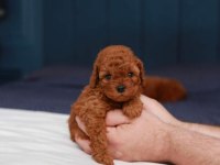 EVDE BAKTIĞIMIZ KENDİ YAVRULARIMIZ TOY POODLE