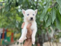 Sibirya kurdu (Husky) Yavrularımız