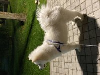 7 aylık bakımlı samoyed