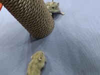 GONZALEZ HAMSTER YAVRULARI