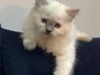 2 Aylık British Bluepoint Shorthair Yavrular