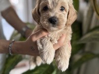 SAFKAN IRK GARANTİLİ MALTİPOO BEBEKLERİM