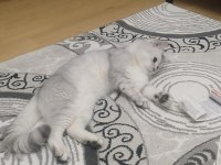 2 YAŞINDA ERKEK KEDİMİZ