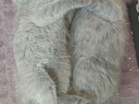 Scottish fold yavrularımız yeni yuvalarını arıyor