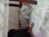 Kedimiz yıldız için ömürlük yuva arıyoruz