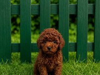 Anne Baba Bize Ait Ev Üretimi Toy Poodle