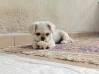 4 aylık pekinez dişi erkek şecereli