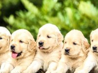 Dişi erkek golden kapıda ödemeli güvenli sistem