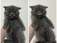 British Shorthair ayı surat yavru