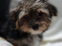 Orjinal Teacup Morkie Yavrularımız