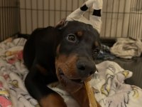 İsteğe Özel Estetik İmkanları İle Dobermanlar