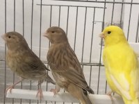 Kahverengi kula yavru kuşlar