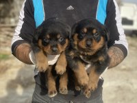 Rottweiler Yavruları Güç, Asil Duruş Ve Sadakat
