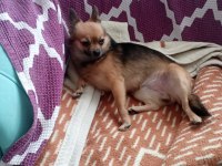 Acil şivava köpeği