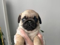 Pug mops üst kalite yavrular