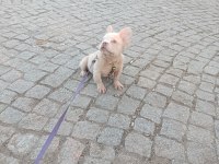 French bulldog 4 aylık