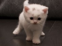 Minnak scottish fold yavrularımız