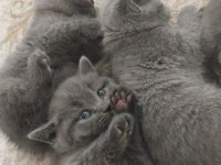 British shorthair yavrularım