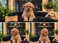 DÜNYALAR TATLIŞI TOY POODLE YAVRUMUZ