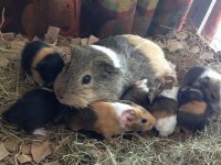 Guineapig Yavrular Aynı Gün Set Halinde Teslim Edilir