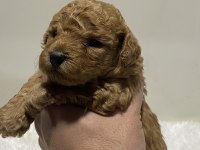 Tarçın renk ırk garantili dişi erkek poodle yavrular
