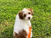 4 aylık maltipoo