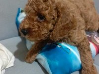 Sağlıklı poodle yavrular