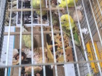 3 aylık yavru muhabbet kuşları