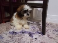 Yeni yıl şekerleri shih tzu yavrularımız